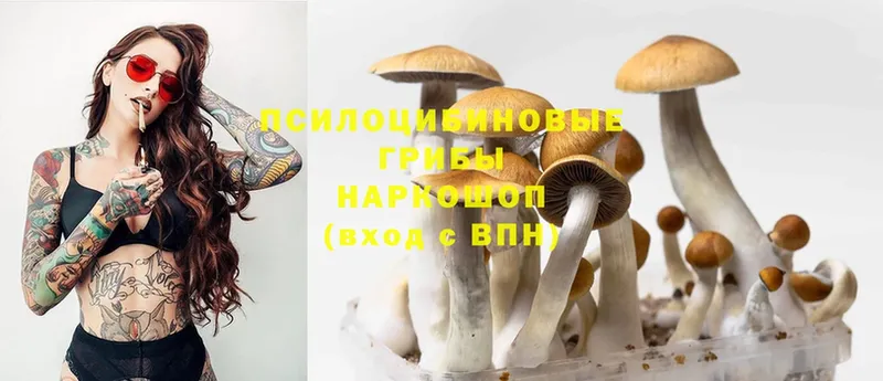 Галлюциногенные грибы Psilocybe  даркнет сайт  blacksprut зеркало  Канаш 